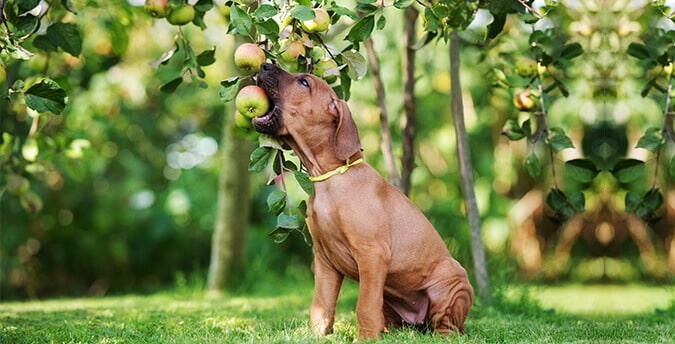 dog eat apples