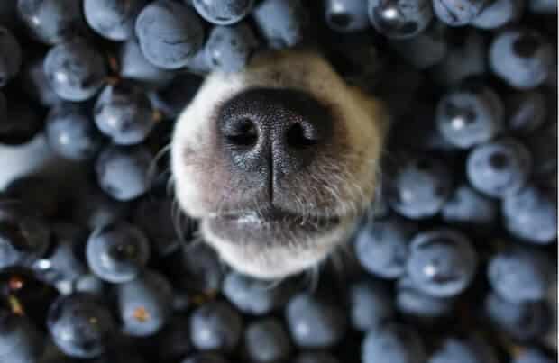 dogs-eat-blueberries
