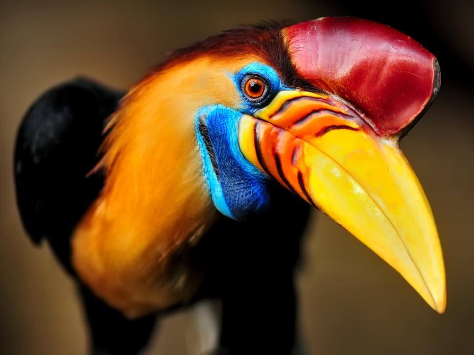 knobbed-hornbill