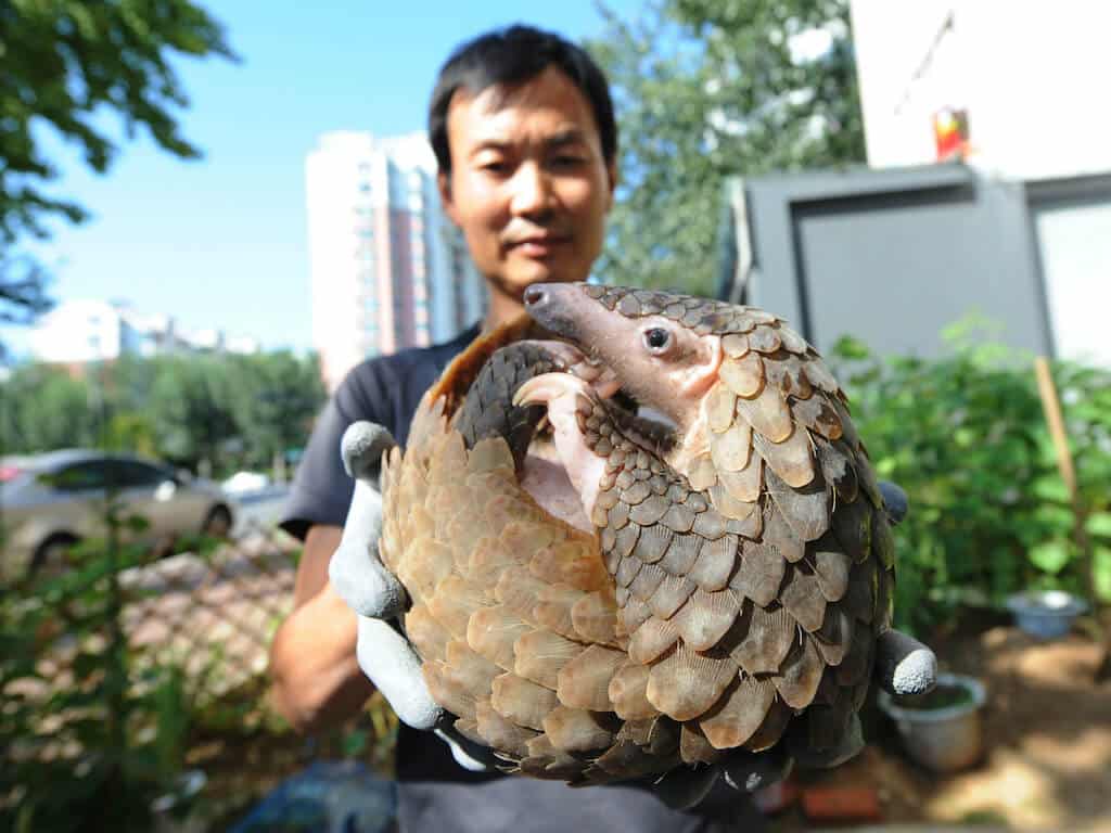 vet meds pangolin china coronavirus alamy