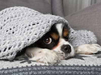 pet-insurance homelabvet pet medications online