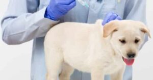 puppy vaccinations at home