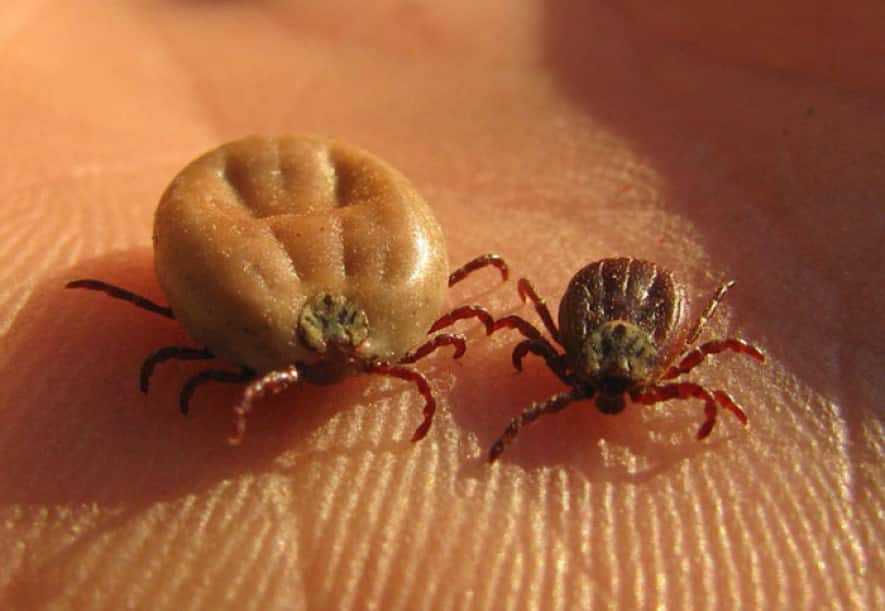 ticks